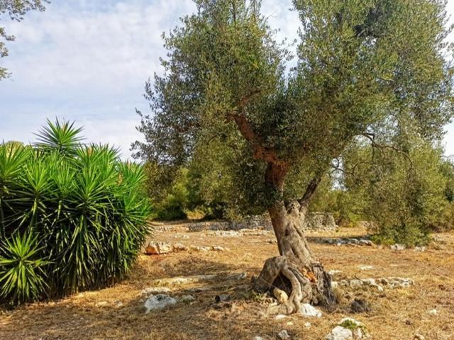 Casina Fumarola Guest House Ostuni Luaran gambar